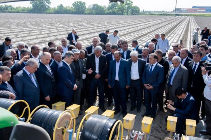 Azərbaycanda Çin texnologiyası əsasında pambıq əkini - 50-60 SENTİNER MƏHSULDARLIQ