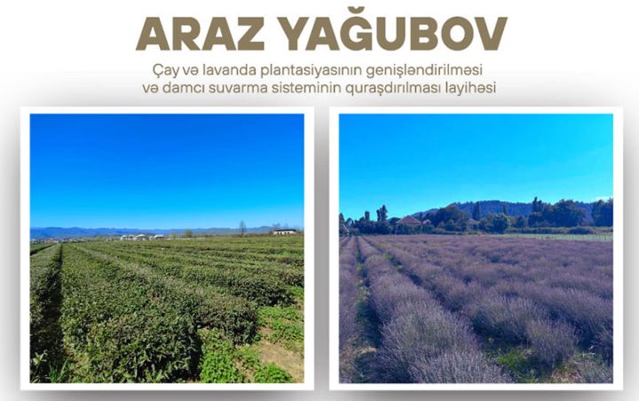 İş adamı çay və lavanda plantasiyasının genişləndirilməsi üçün kredit aldı